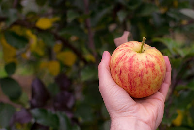 Hand holding a red and yellow apple in front of apple tree leaves