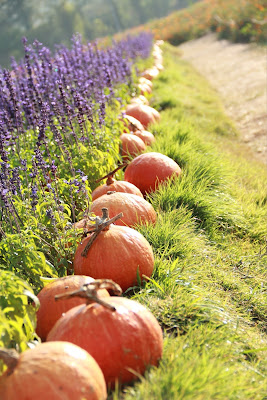 Row of orange pumpkins beside a field of purple lavender